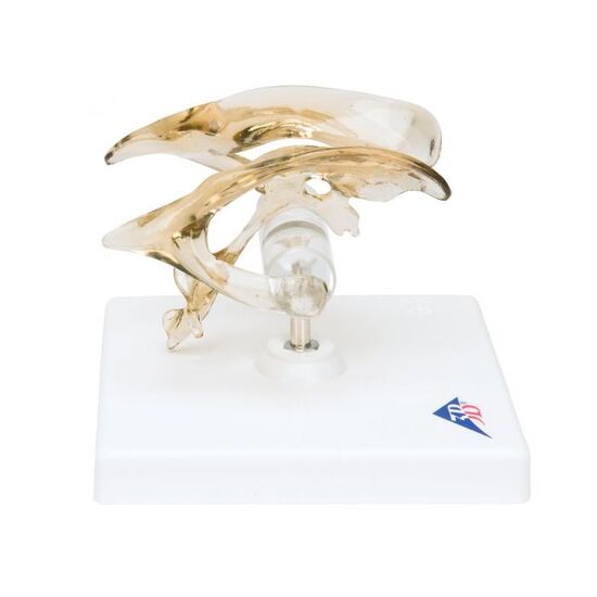 Human Brain Ventricle Model – 3B Smart Anatomy