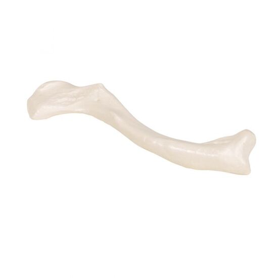 Human Clavicle Model – 3B Smart Anatomy