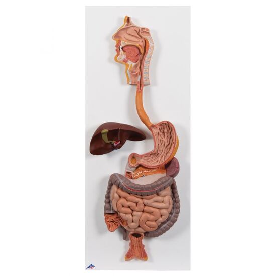Human Digestive System Model, 2 part - 3B Smart Anatomy