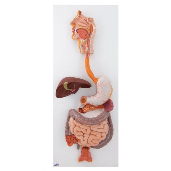Human Digestive System Model, 3 part - 3B Smart Anatomy