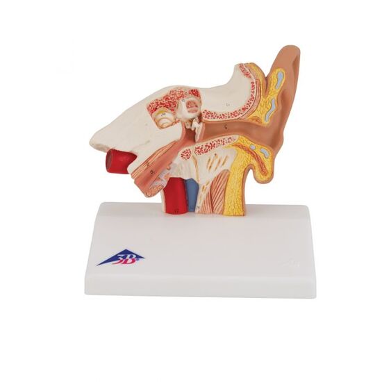 Human Ear Model for Desktop, 1.5 times Life-Size - 3B Smart Anatomy