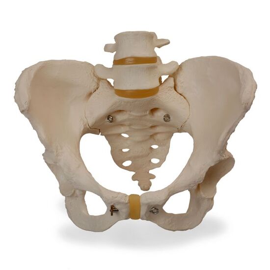 Human Female Pelvic Skeleton Model - 3B Smart Anatomy