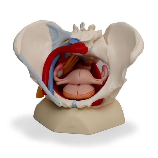 Human Female Pelvis Skeleton Model with Ligaments, Vessels, Nerves, Pelvic Floor Muscles & Organs, 6 part - 3B Smart Anatomy