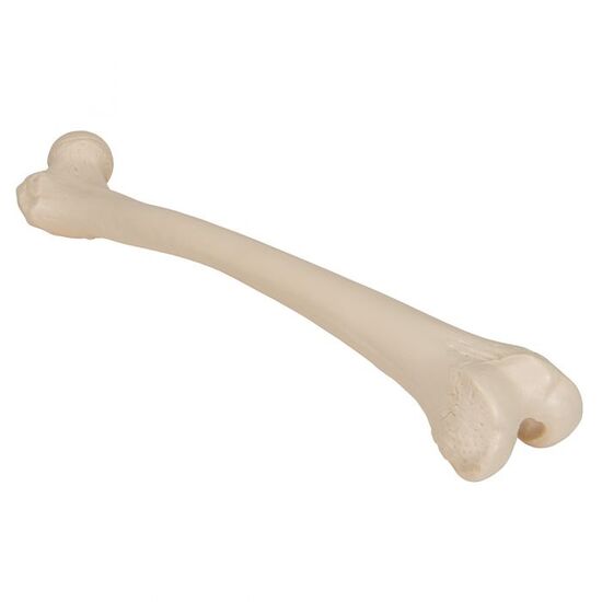 Human Femur – 3B Smart Anatomy
