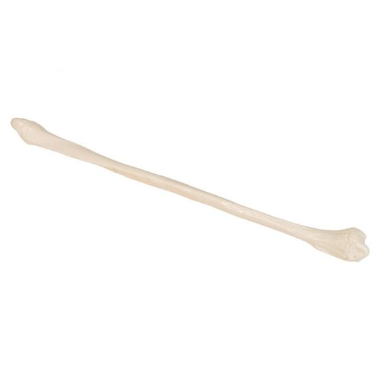 Human Fibula Model – 3B Smart Anatomy