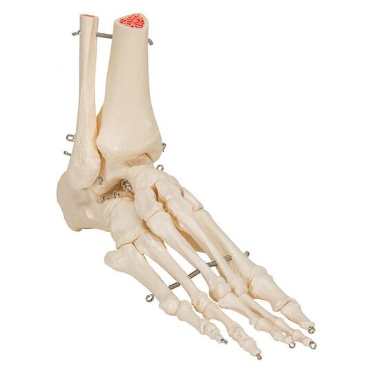 Human Foot & Ankle Skeleton, Wire Mounted – 3B Smart Anatomy