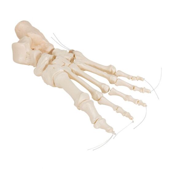 Human Foot Skeleton, Loosely Threaded on Nylon String- 3B Smart Anatomy