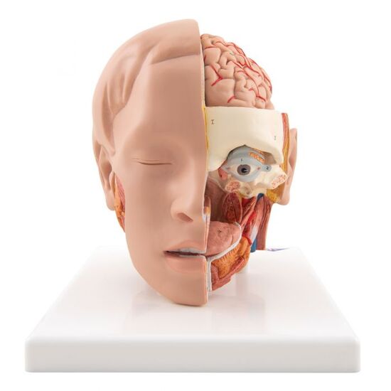 Human Head Model, 6 part - 3B Smart Anatomy