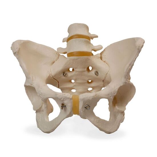 Human Male Pelvis Skeleton Model - 3B Smart Anatomy