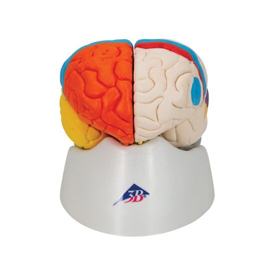 Human Neuro-Anatomical Brain Model, 8 part – 3B Smart Anatomy