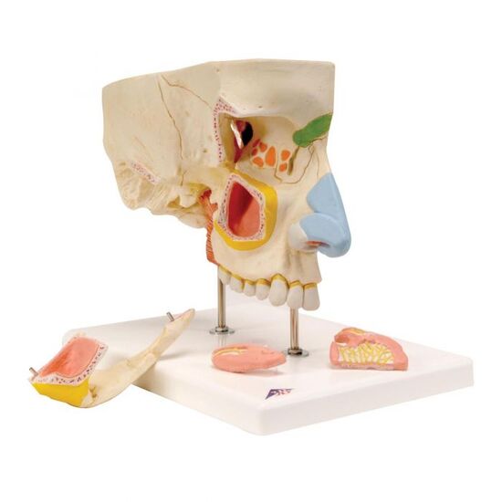 Human Nose Model with Paranasal Sinuses, 5 part – 3B Smart Anatomy