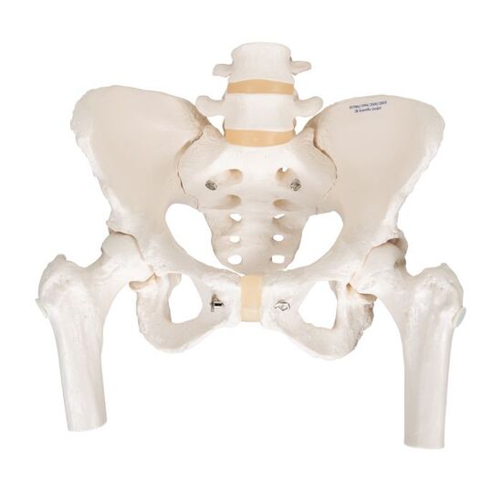 Human Pelvis Skeleton Model, Female with Movable Femur Heads - 3B Smart Anatomy