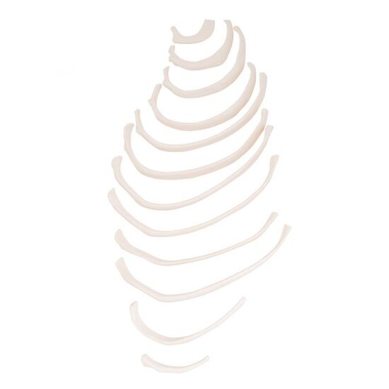 Human Ribs Modle – 3B Smart Anatomy