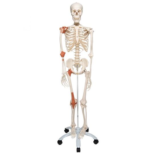 Human Skeleton Model Leo with Ligaments - 3B Smart Anatomy