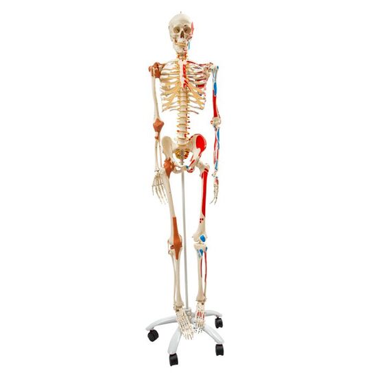 Human Skeleton Model Sam with Muscles & Ligaments - 3B Smart Anatomy