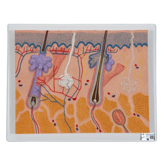Human Skin Section Model, 70 times Full-Size – 3B Smart Anatomy