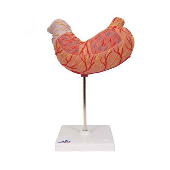 Human Stomach Model, 2 part - 3B Smart Anatomy