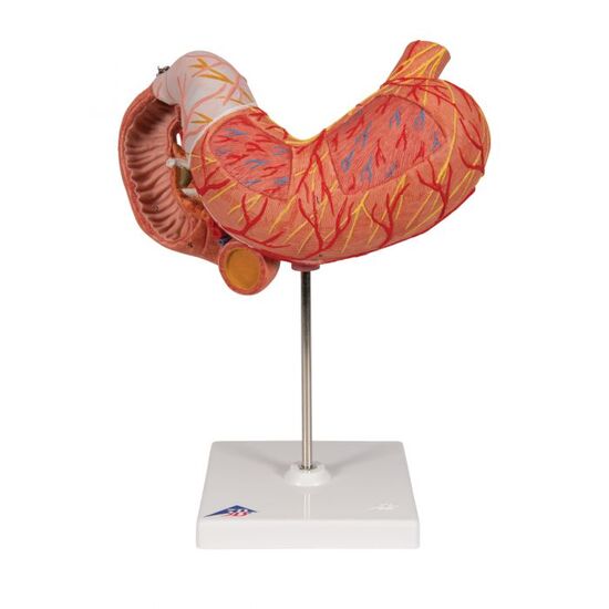 Human Stomach Model, 3 part - 3B Smart Anatomy