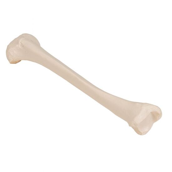 Human Tibia Model- 3B Smart Anatomy