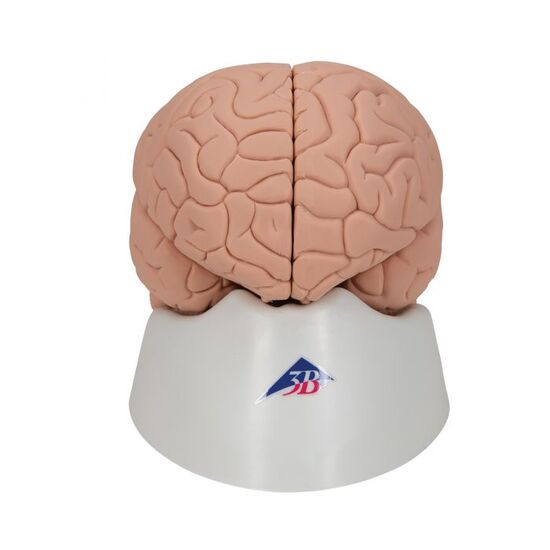 Introductory Human Brain Model, 2 part – 3B Smart Anatomy