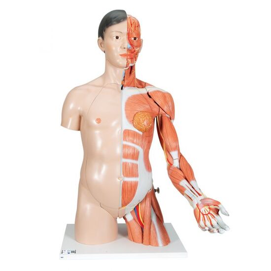 Life-Size Asian Dual Sex Human Torso Model with Muscular Arm, 33 part - 3B Smart Anatomy