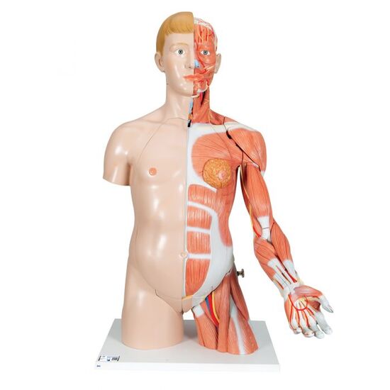 Life-Size Dual Sex Human Torso Model with Muscle Arm, 33 part - 3B Smart Anatomy