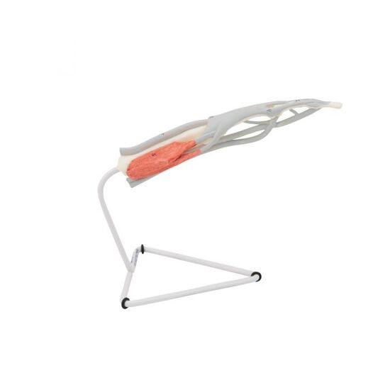 Life-Size Finger Model with Muscles & Tendons - 3B Smart Anatomy