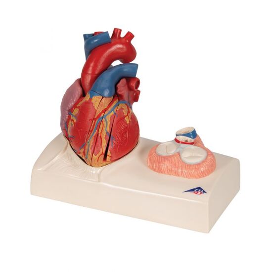 Life-Size Human Heart Model, 5 parts with Representation of Systole - 3B Smart Anatomy