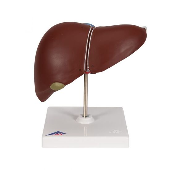 Liver Model with Gall Bladder - 3B Smart Anatomy