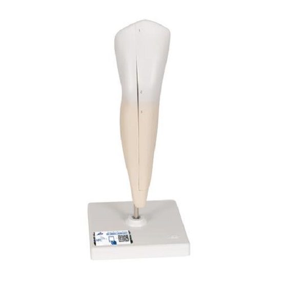 Lower Canine Human Tooth Model, 2 part – 3B Smart Anatomy