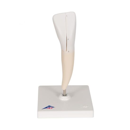 Lower Incisor Human Tooth Model, 2 part – 3B Smart Anatomy