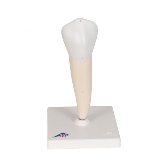 Lower Single-Root Pre-Molar Human Tooth Model – 3B Smart Anatomy