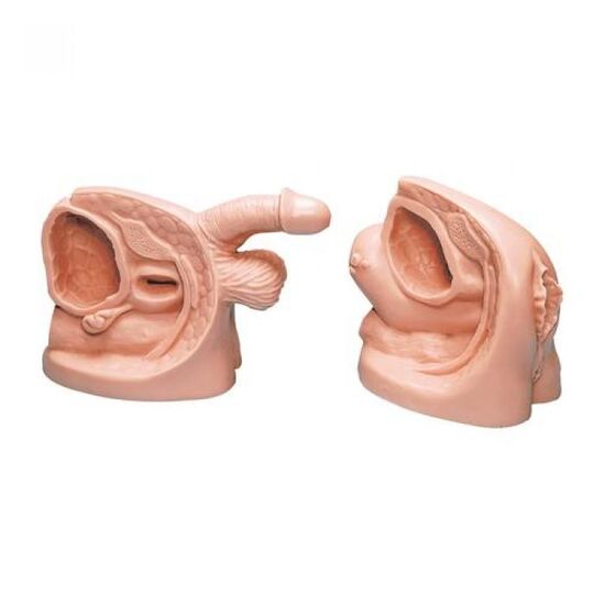 Male & Female Catheter Model Set
