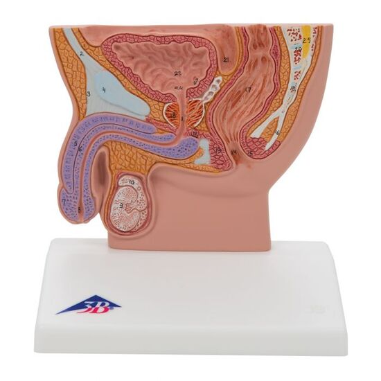 Male Pelvis Model in Median Section, 1/2 Life-Size - 3B Smart Anatomy