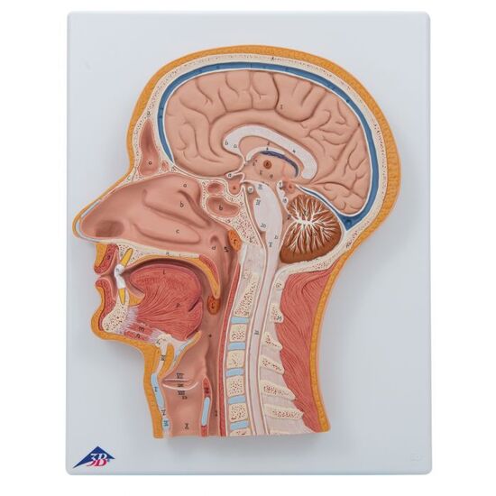 Median Section of the Head