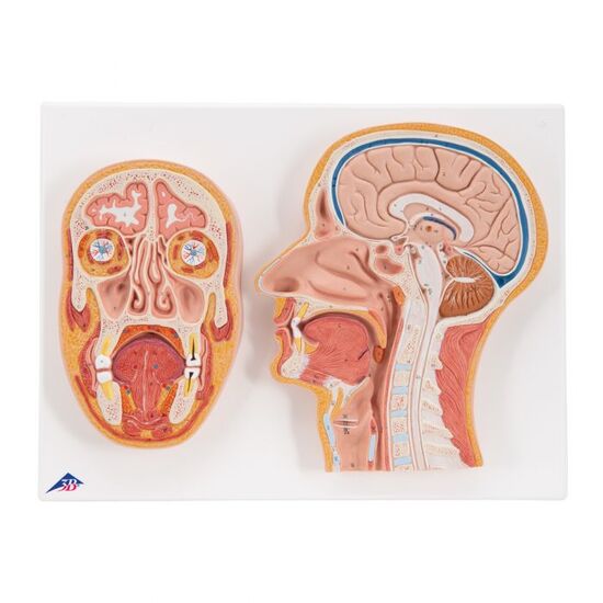 Median and Frontal Section of Human Head