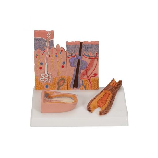 Microscopic Skin, Hair, Nail Model – 3B Smart Anatomy