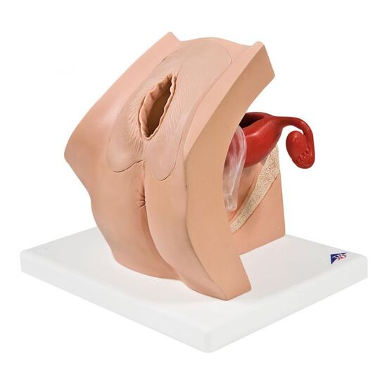 Model for Gynecological Patient Education – 3B Smart Anatomy