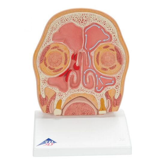 Model of Frontal Section of Human Head (paranasal sinuses) - 3B Smart Anatomy