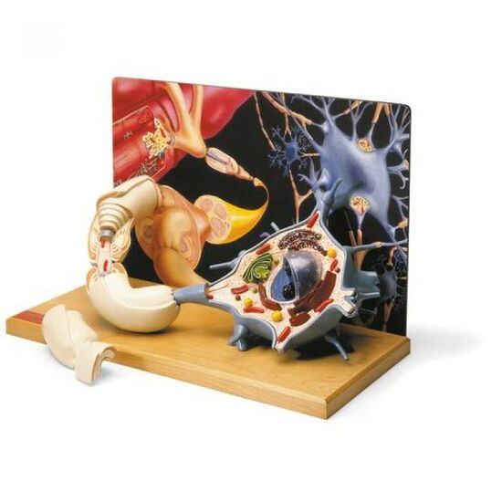 Motor Neuron Diorama