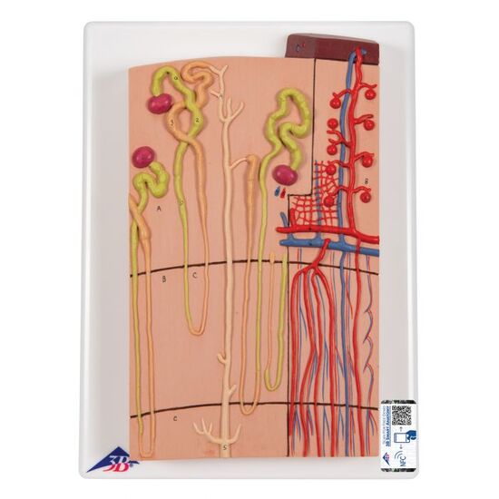 Nephrons and Blood Vessels Model, 120 times Full-Size – 3B Smart Anatomy