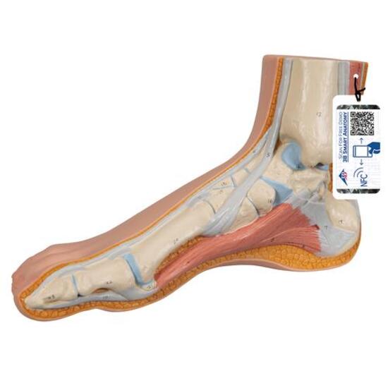 Normal Foot Model - 3B Smart Anatomy