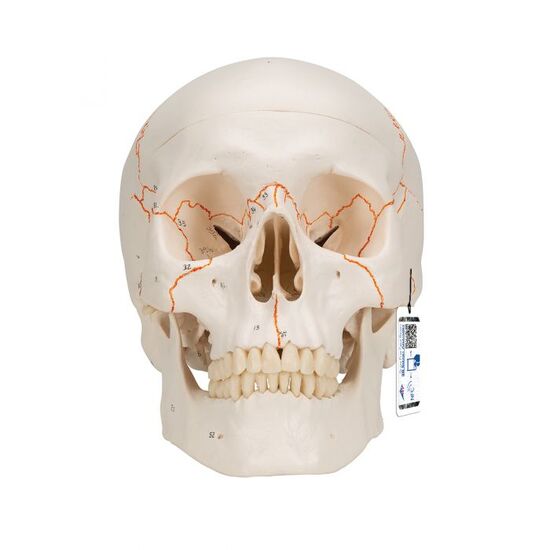 Numbered Human Classic Skull Model, 3 part - 3B Smart Anatomy
