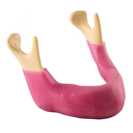 ORTHObones Premium Edentulous mandible with gum