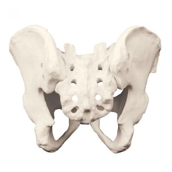 ORTHObones Premium Full Pelvis with Sacrum