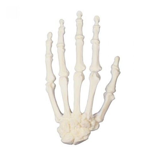 ORTHObones Premium Hand