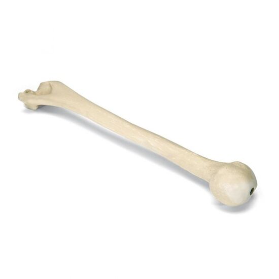 ORTHObones Premium Left Humerus