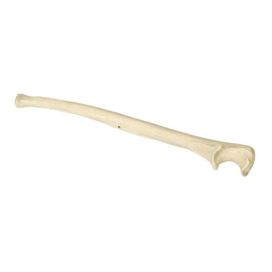 ORTHObones Premium Left Ulna