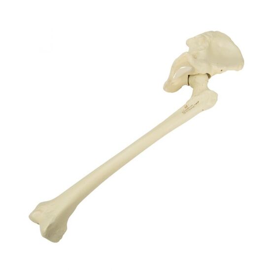 ORTHObones Premium Left pelvis with femur