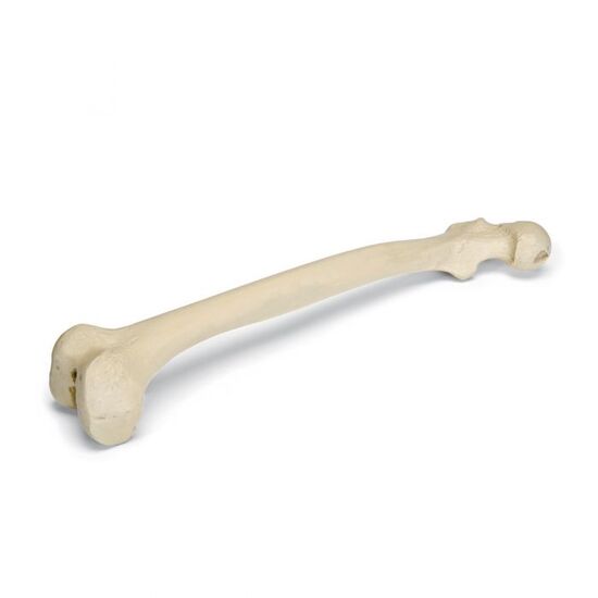 ORTHObones Premium Right Femur